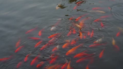 School of Goldfish in Chinese Pond