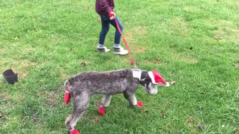 a girl walks a dog dressed in a Christmas outfit - barbie walking puppy