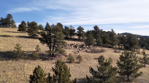 Herd of Elk scenic Central City Parkway Gilpin County Colorado