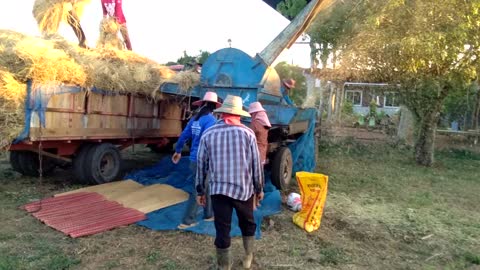 Rice harvest time in rural Thailand.