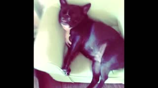 French Bulldog sleeps with eyes open and tongue hanging out