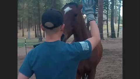 Parker (National Show Horse) Backs Up by Verbal and Hand Command for Treats