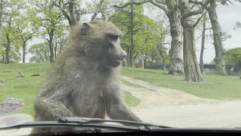 Baboon Chews on Car