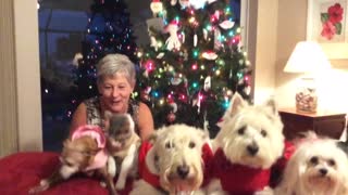 Cuatro perros y un gato posan para una foto navideña