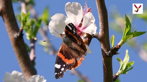 Butterflies have scales. Here are 10 interesting Facts about Butterflies