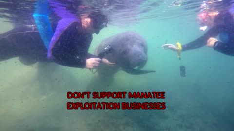 say NO to swimming with manatees in Crystal River, Florida