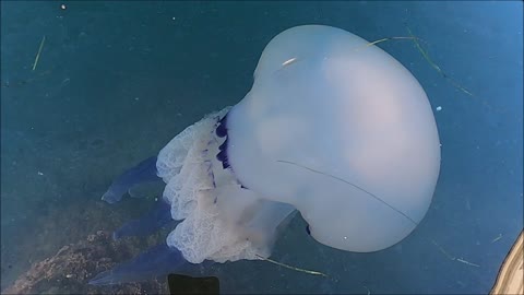 is this a ballet dancer jellyfish?