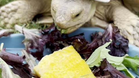Tortoise in funny hat crunches on salad