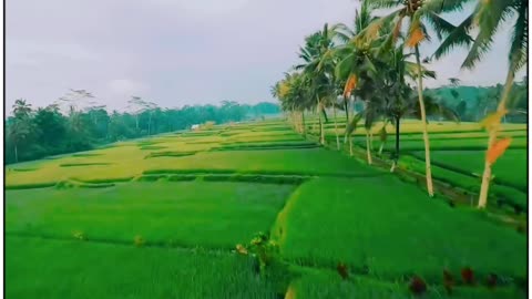 Beautiful Village And Farm View_Amazing video