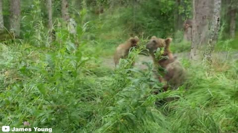 6 Bear Encounters That Will Leave You Shook