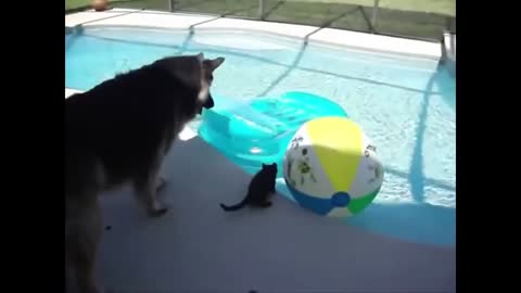 - Cats Vs Water Funny Cat Videos Compilation_