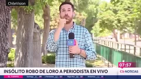 Pesky parrot steals reporter's earphone live on air in Chile
