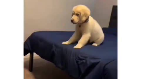 Puppy Thinks About It Before Taking Leap of Faith