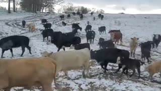 Cows Getting Exicted