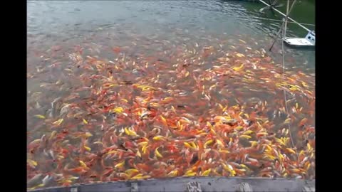 Fish Feeding Frenzy