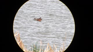 Spring duck watching