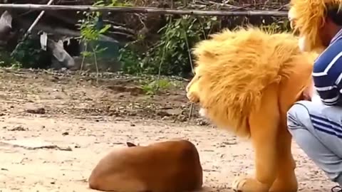 prank dog funny and fake tiger