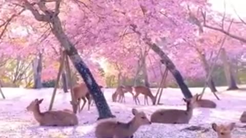 Deer resting on blossom blanket in Nara park, Japan.