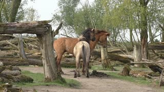 Luchadores caballos Konik salvajes de muestran su poder