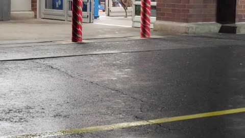 Frightened Buck Darts Into Supercenter