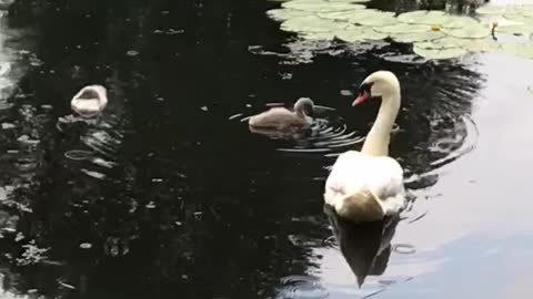 Family of swan 🦢 (like share and subscribe)