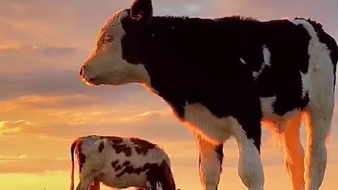 A cow at sunset