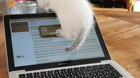 Cat Dont Know How to Move On LabTop Screen