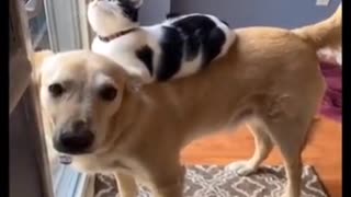 crazy dog and cute cat