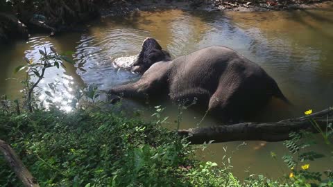 Elephant bathing in a stream in Sigiriya. These old elephants are retired from log