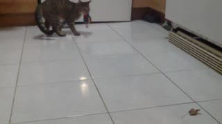 CAT VERSUS RAT