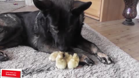 German Shepherd loves his little ducklings