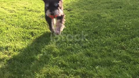 Little dog,running,playing with ball
