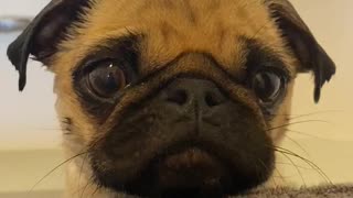 Pug puppy appears to be eating invisible snacks