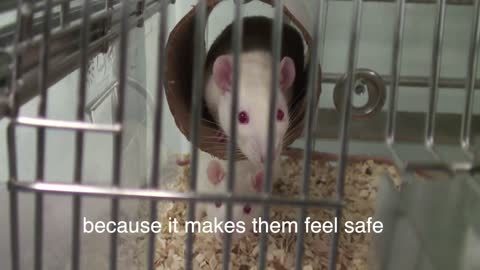 Caring for rats ►lab rats◄
