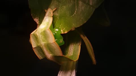 Amazing leaf insects mating