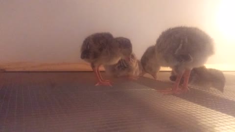 Exhausted turkey chicks fall asleep standing up