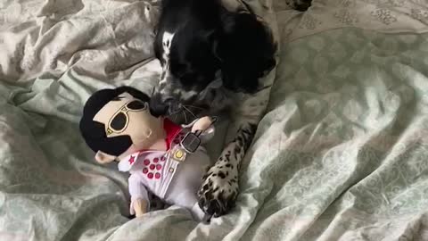 Dog steals Elvis toy
