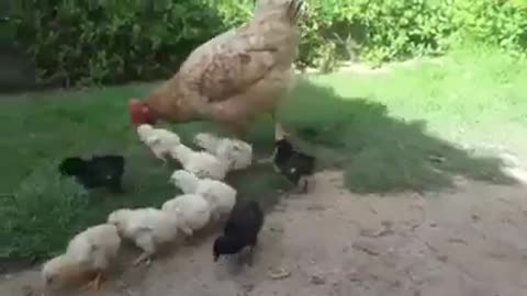A chicken with its children