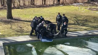 Exhausted Moose Pulled From Pool