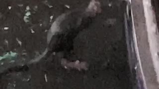 Rat Cleans Itself in the Rain