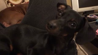 Cachorra de Dachshund mueve la cabeza de un modo que te hará sonreír