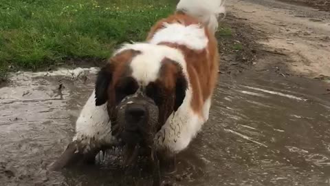Giant St. Bernard takes messy mud bath