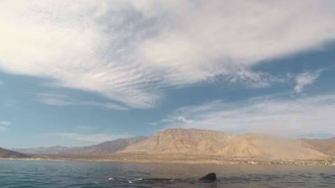 Whale sharks at Bahía de los Angeles