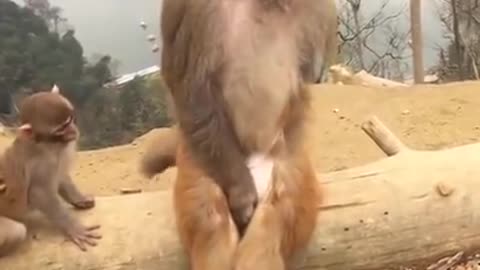 Monkey funny video 📸📸