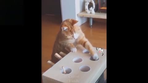 Cats being funny and cute