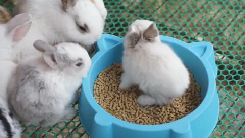 Bunnies in a cage