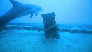 Dolphin swimming in the Red Sea, Eilat Israel