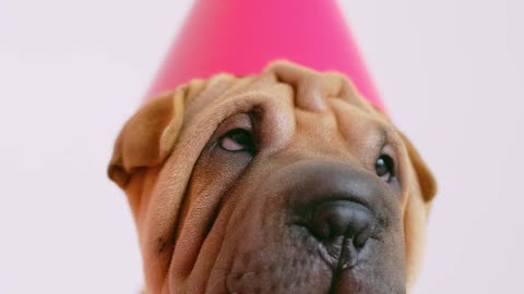 Cute wrinkled puppy with a party hat - So funny