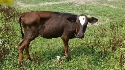 Cow are very hungry and entertainment and funny video 📸