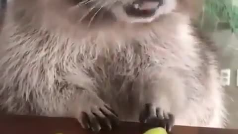 A Hungry Raccoon!